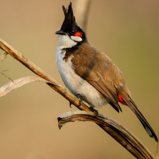 Red-whiskered bulbul Red-whiskered bulbul